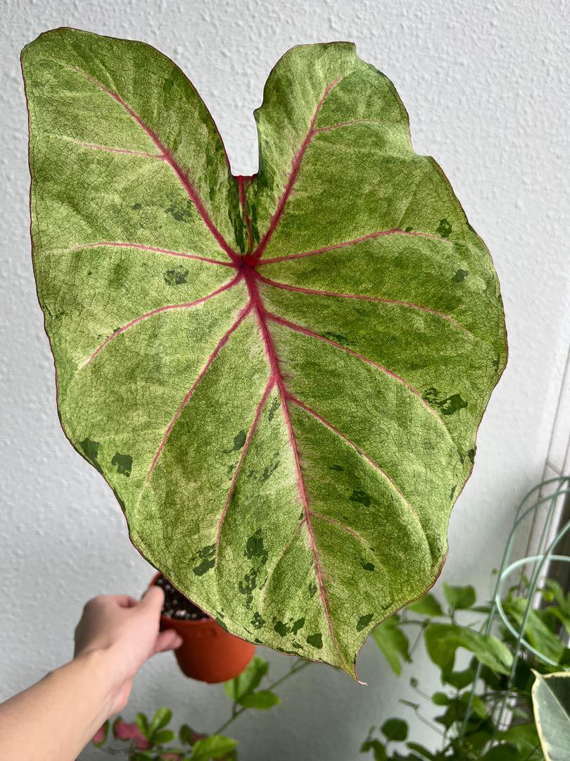 Autumn Beauty Caladium (2 Bulbs) **PREORDER - Blue Buddha Farm