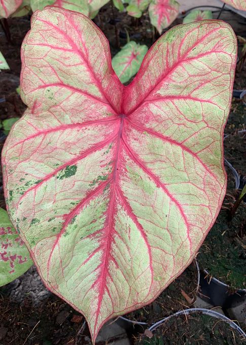 Autumn Beauty Caladium (2 Bulbs) **PREORDER - Blue Buddha Farm