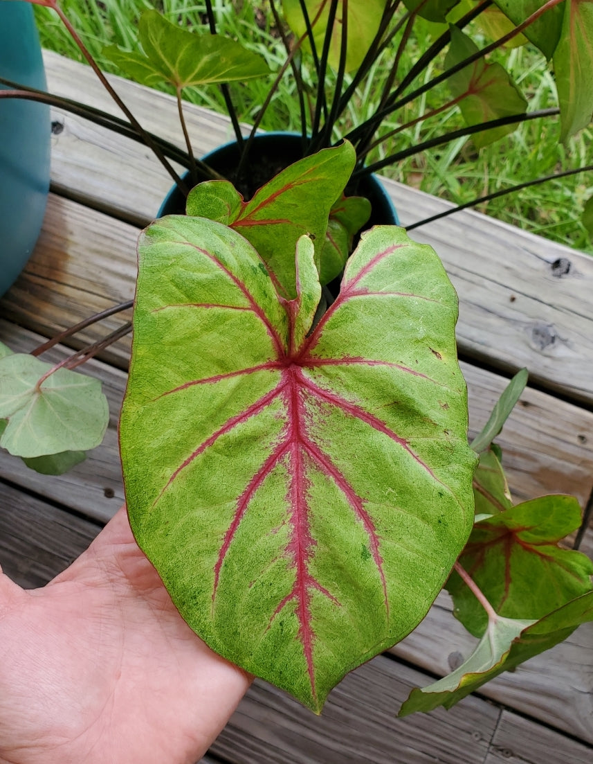 Autumn Beauty Caladium (2 Bulbs) **PREORDER - Blue Buddha Farm