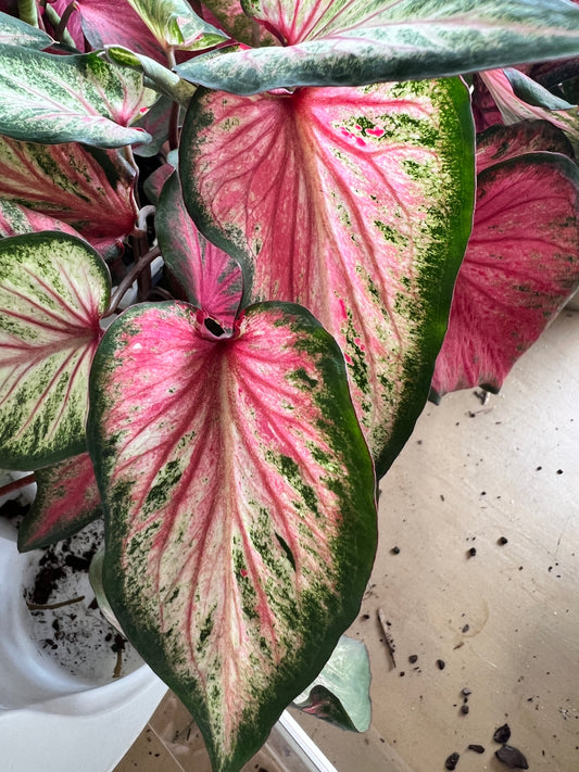 'Blushing Bride' Caladium – Romantic Hues (2 Bulbs) - Blue Buddha Farm