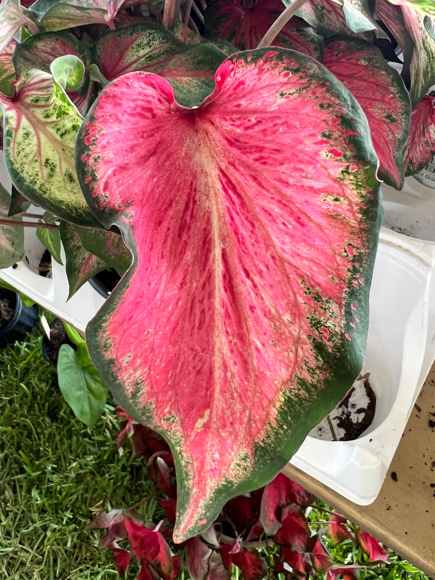 'Blushing Bride' Caladium – Romantic Hues (2 Bulbs) - Blue Buddha Farm