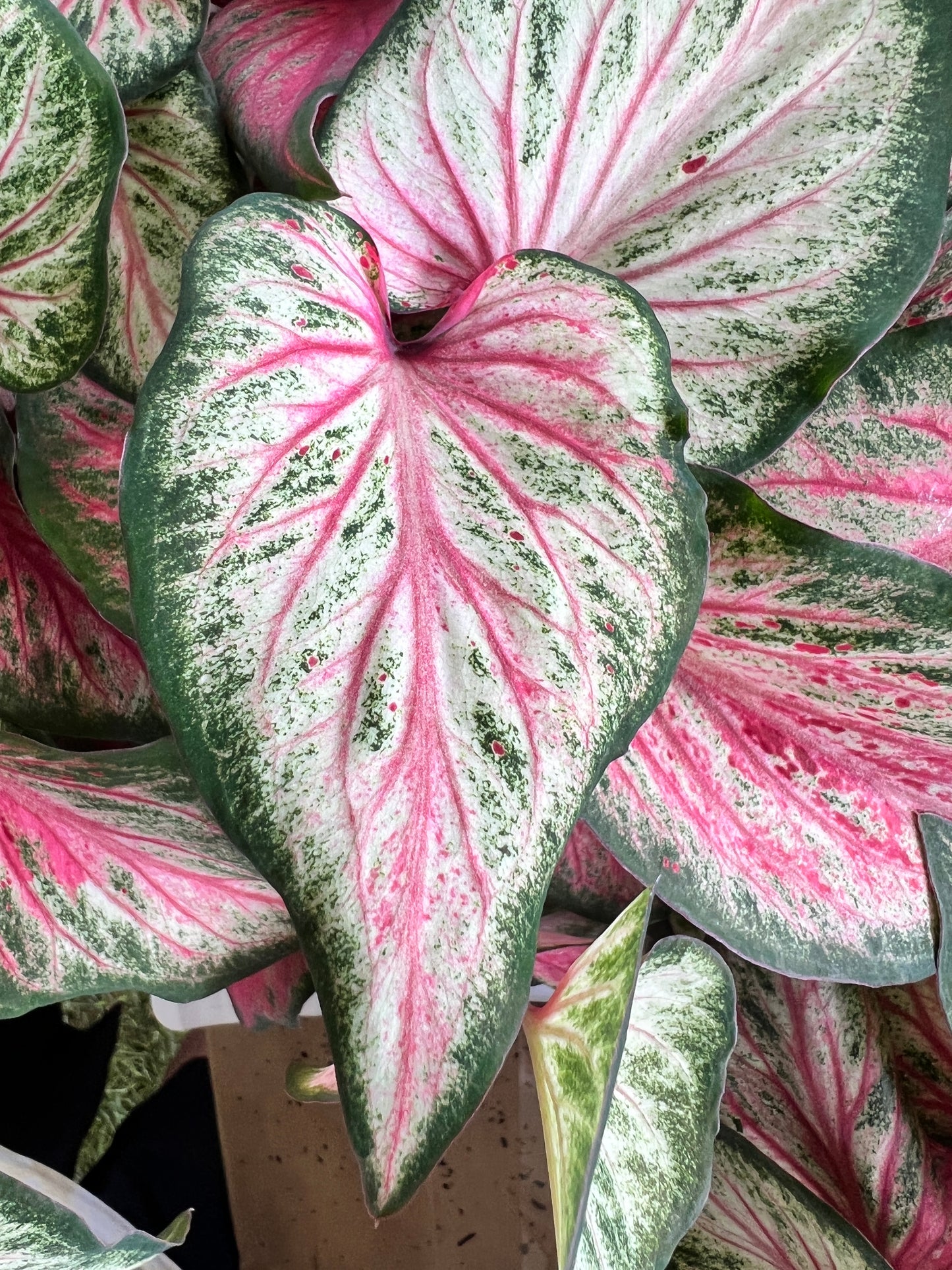 'Blushing Bride' Caladium – Romantic Hues (2 Bulbs) - Blue Buddha Farm