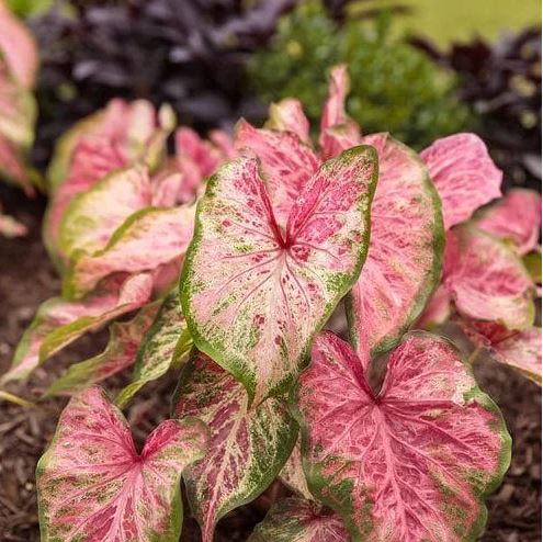 'Blushing Bride' Caladium – Romantic Hues (2 Bulbs) - Blue Buddha Farm
