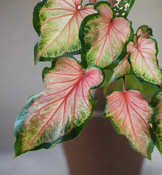 Close-up of Chinook Caladium leaves – Salmon pink foliage with dark green borders and ruffled edges.