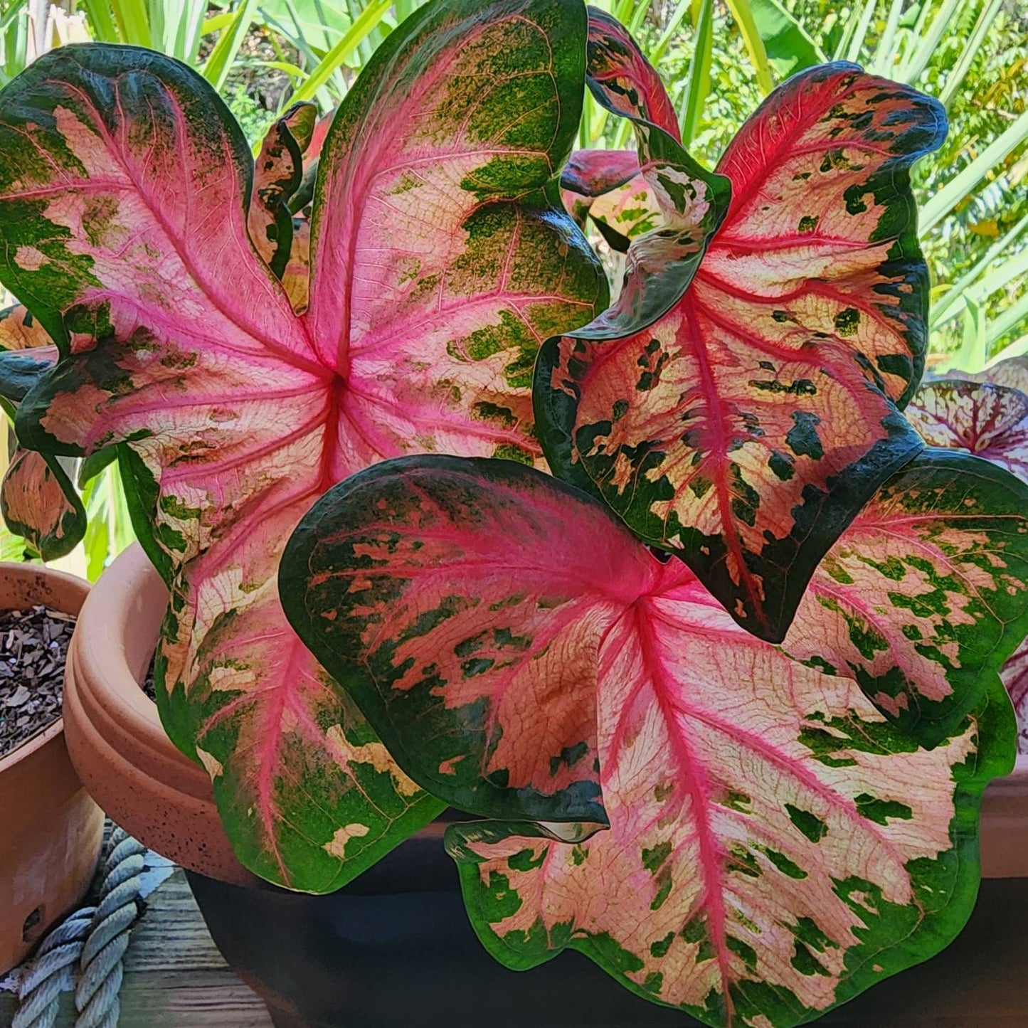 'Clowning Around' Caladium – Enchanting Foliage Frolic (2 Bulbs) - Blue Buddha Farm