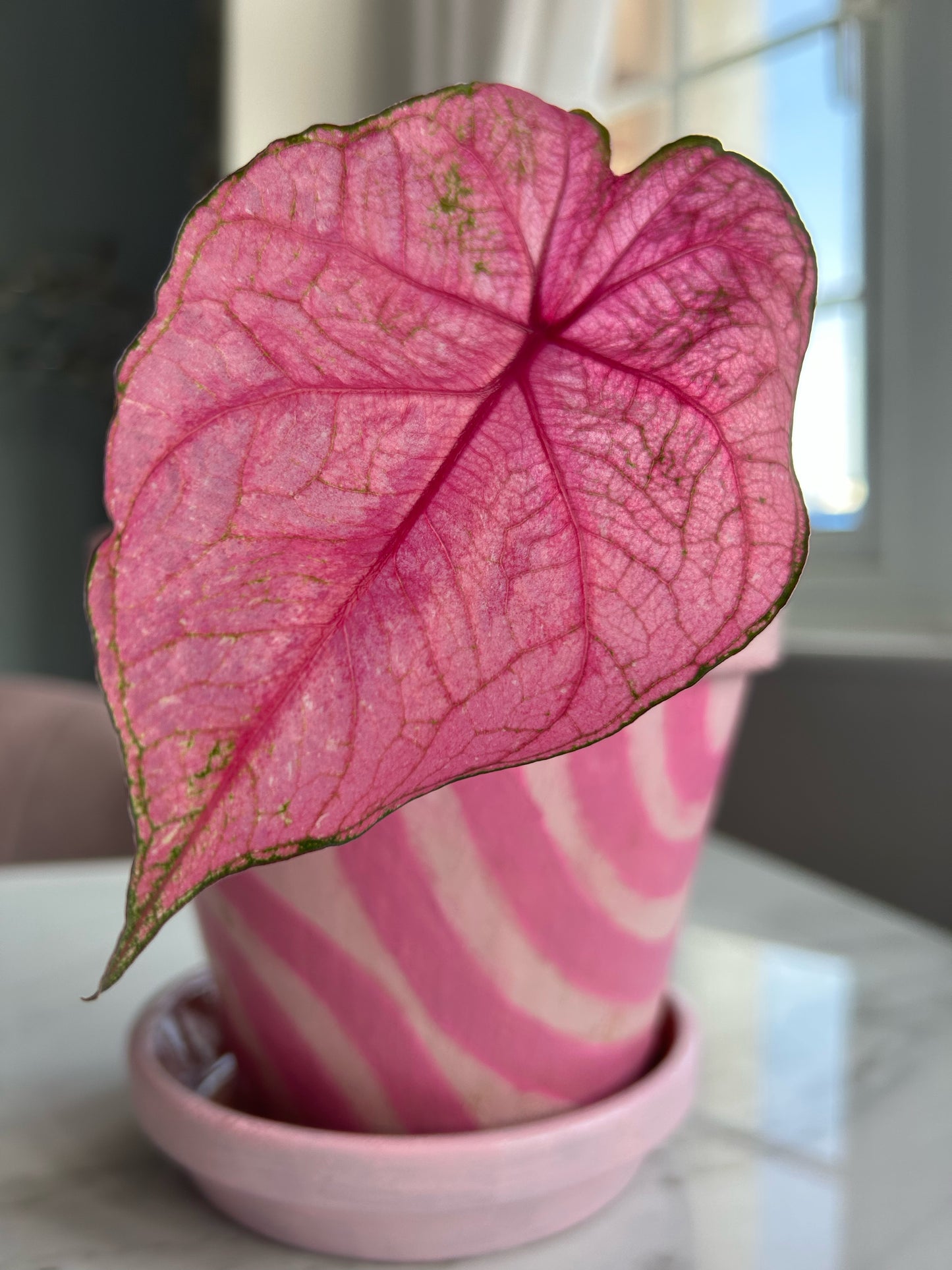 'Fannie Munson' Caladium – Lush Purplish Pink & Green Elegance(2 Bulbs) - Blue Buddha Farm