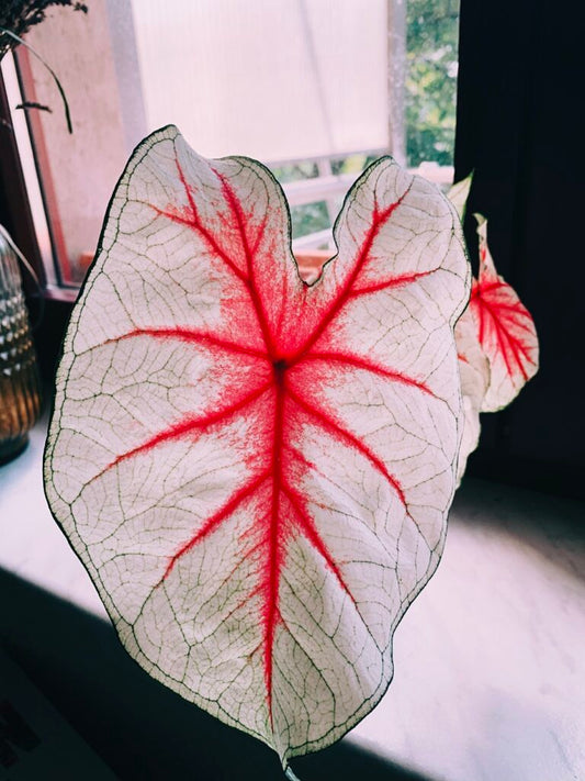 Fiesta Caladium (2 Bulbs) - Blue Buddha Farm