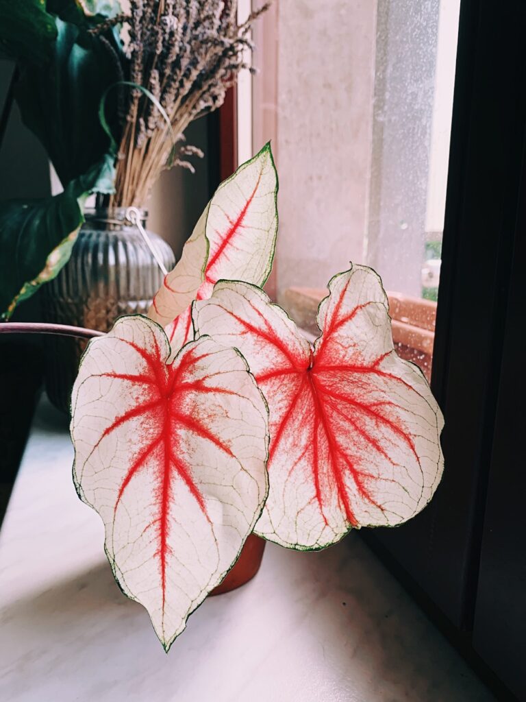 Fiesta Caladium (2 Bulbs) - Blue Buddha Farm