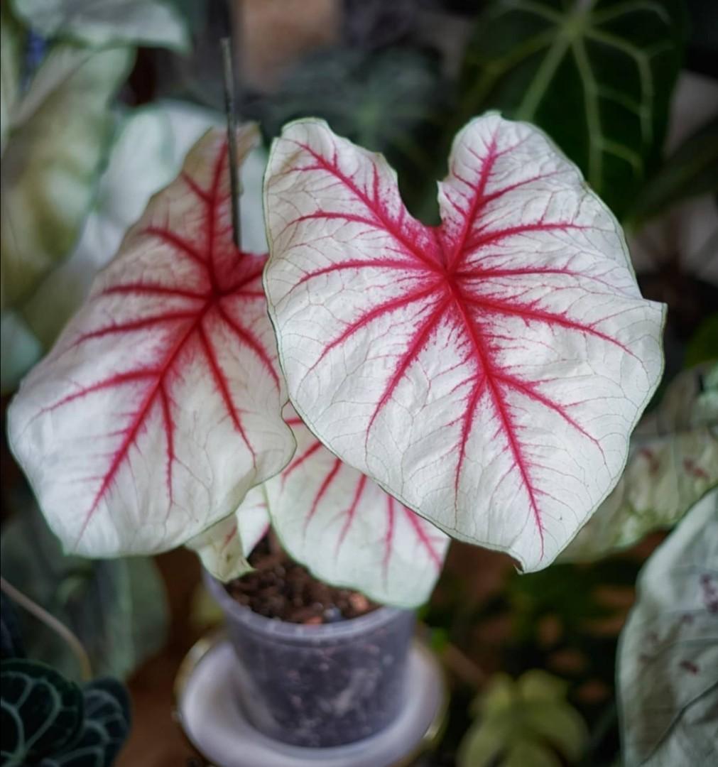 Fiesta Caladium (2 Bulbs) - Blue Buddha Farm