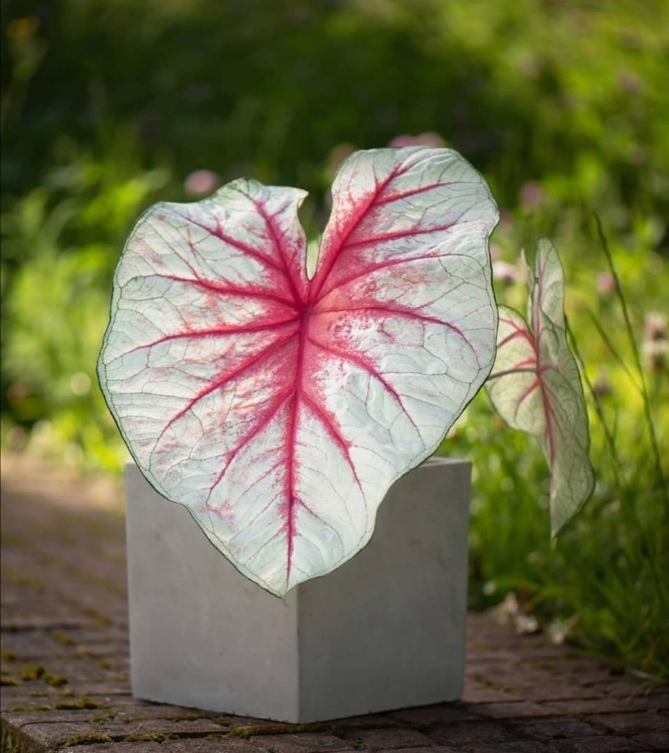 Fiesta Caladium (2 Bulbs) - Blue Buddha Farm
