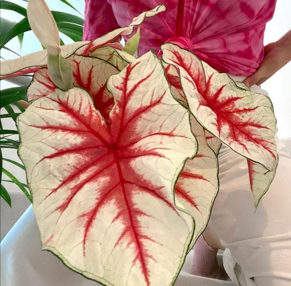 Fiesta Caladium (2 Bulbs) - Blue Buddha Farm