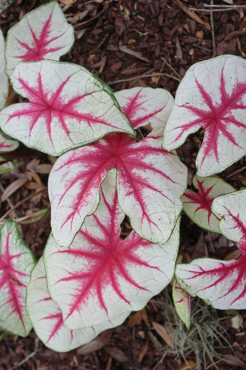 Fiesta Caladium (2 Bulbs) - Blue Buddha Farm