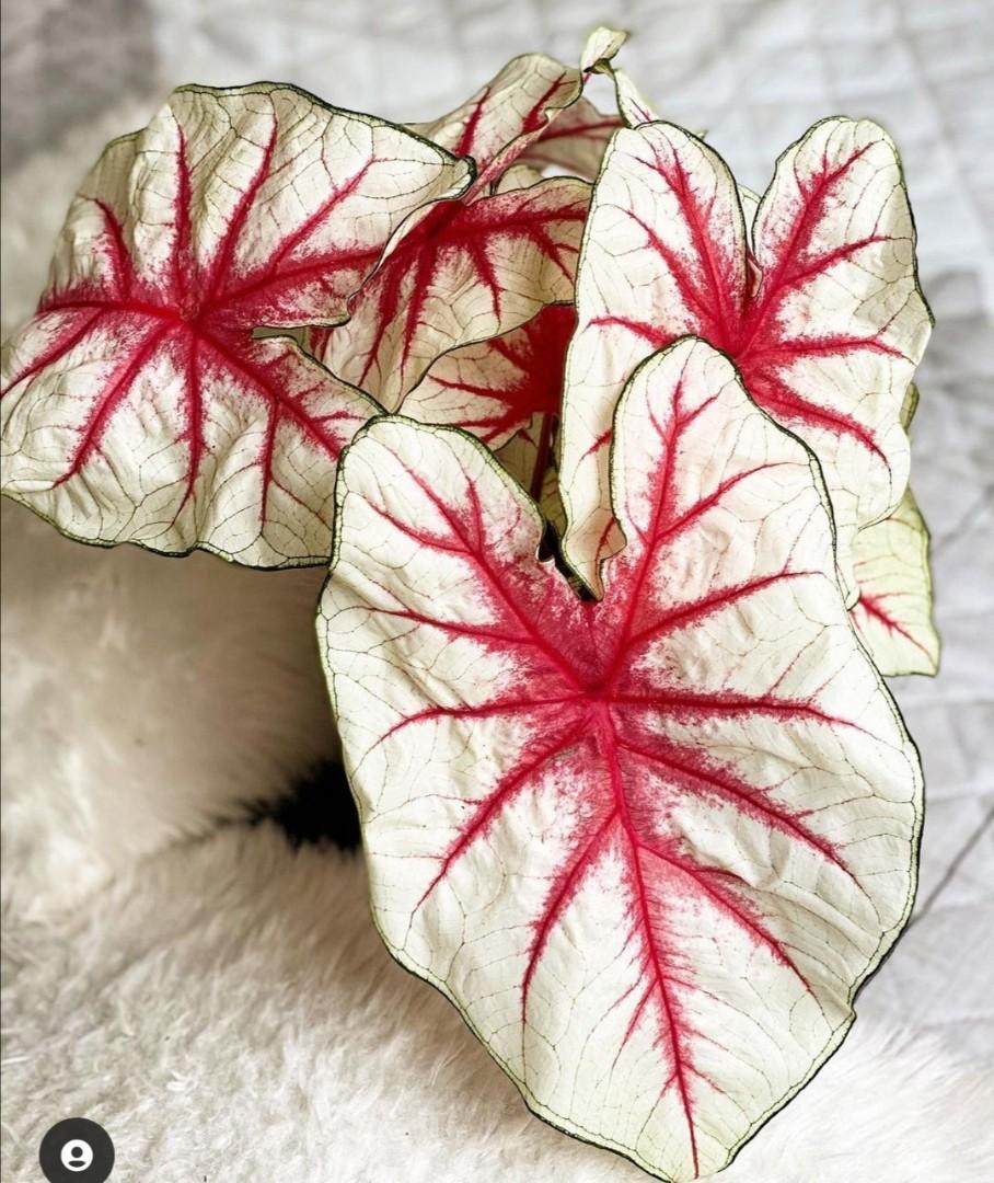 Fiesta Caladium (2 Bulbs) - Blue Buddha Farm