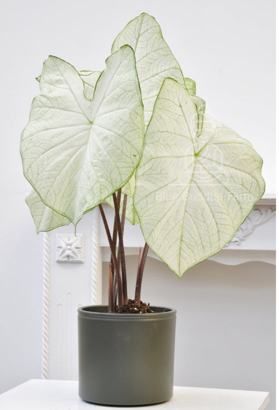 Close-up of premium White Caladium bulbs showcasing intricate, hand-painted patterns in soft white and cream tones with gentle green accents.