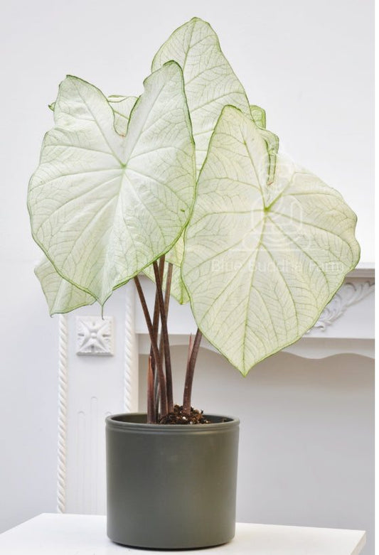 Close-up of premium White Caladium bulbs showcasing intricate, hand-painted patterns in soft white and cream tones with gentle green accents.