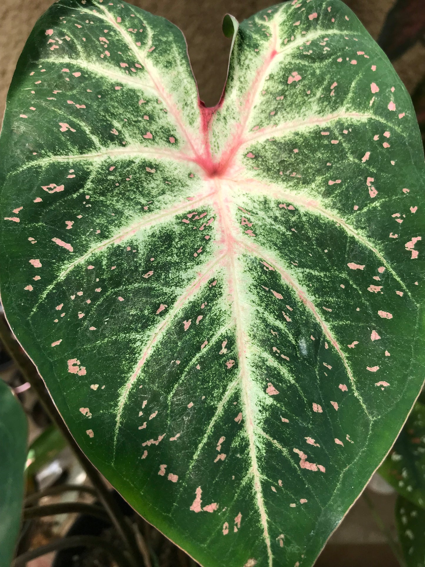 'Galaxy' Caladium – Cosmic Splendor Unleashed (2 Bulbs) - Blue Buddha Farm