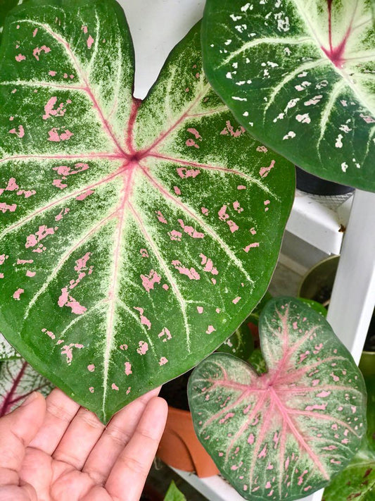 'Galaxy' Caladium – Cosmic Splendor Unleashed (2 Bulbs) - Blue Buddha Farm