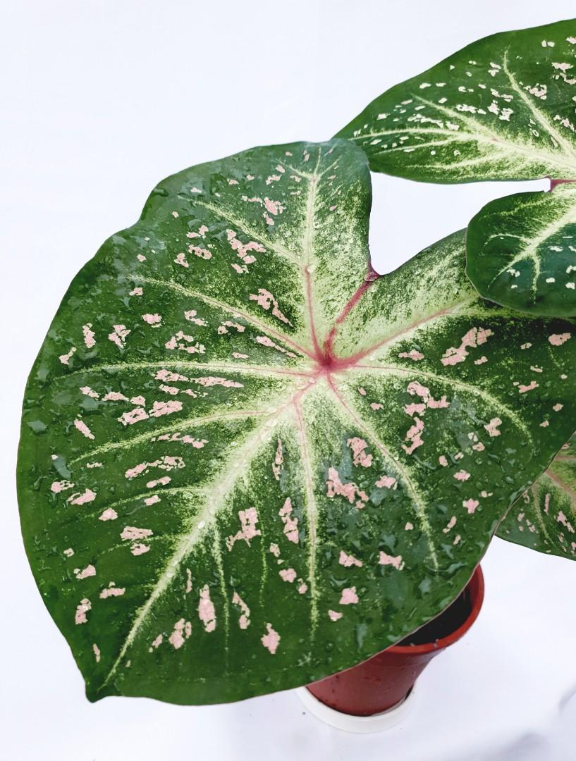 'Galaxy' Caladium – Cosmic Splendor Unleashed (2 Bulbs) - Blue Buddha Farm