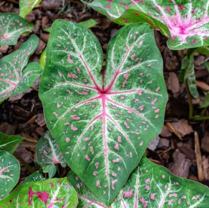 'Galaxy' Caladium – Cosmic Splendor Unleashed (2 Bulbs) - Blue Buddha Farm