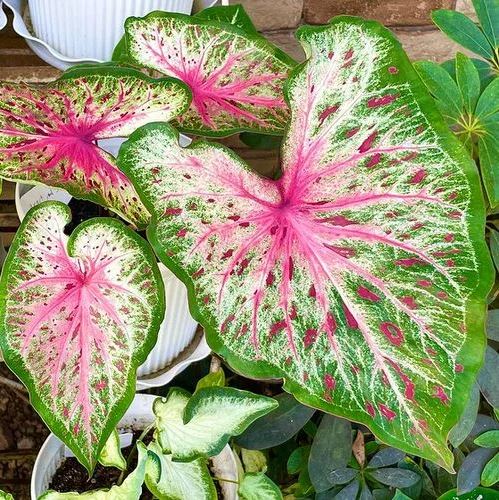 'Heart and Soul' Caladium – Vibrant Heart-Shaped Wonders (2 Bulbs) - Blue Buddha Farm