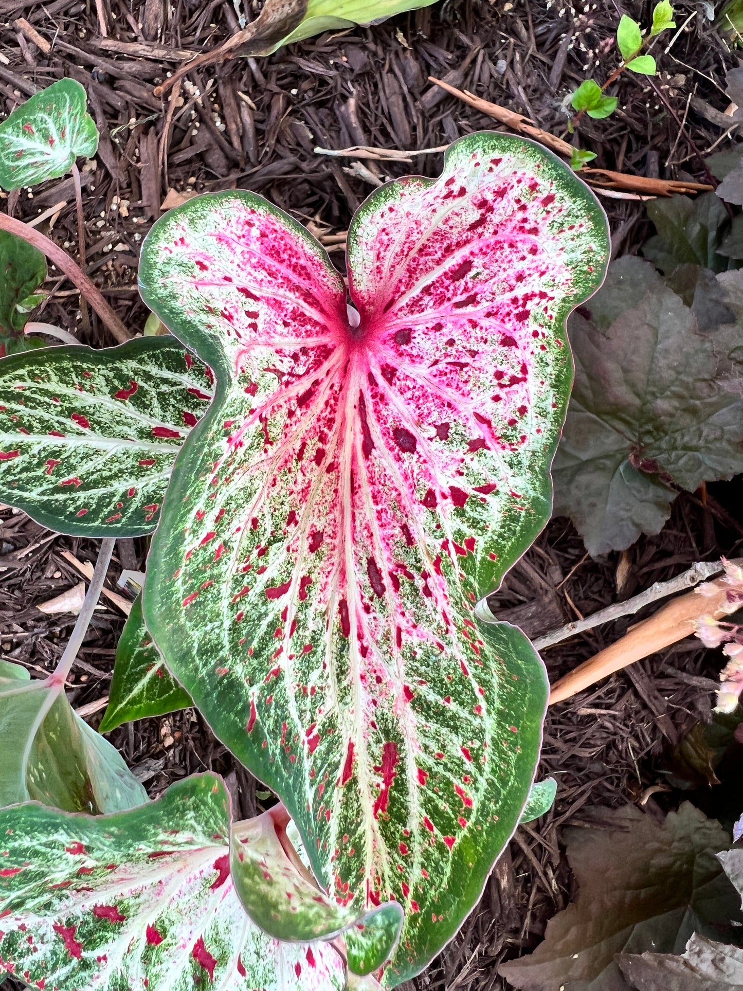 'Heart and Soul' Caladium – Vibrant Heart-Shaped Wonders (2 Bulbs) - Blue Buddha Farm