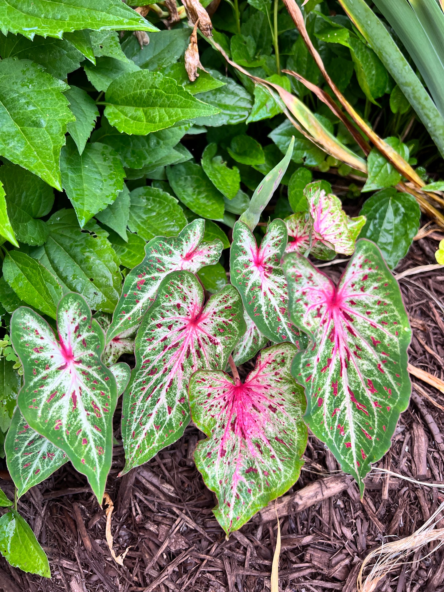 'Heart and Soul' Caladium – Vibrant Heart-Shaped Wonders (2 Bulbs) - Blue Buddha Farm