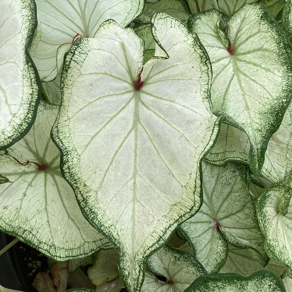 'High Society' Caladium - A Dazzling Display of Color and Light (2 Bulbs) - Blue Buddha Farm