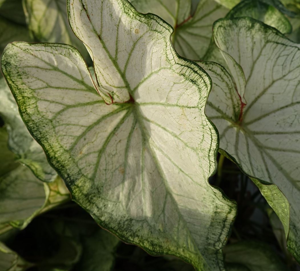 'High Society' Caladium - A Dazzling Display of Color and Light (2 Bulbs) - Blue Buddha Farm