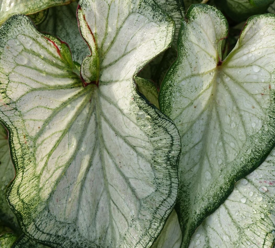 'High Society' Caladium - A Dazzling Display of Color and Light (2 Bulbs) - Blue Buddha Farm