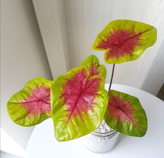'Lemon Blush' Caladium – Magenta Magic and Lime Laughter (2 Size #1 Bulbs) - Blue Buddha Farm