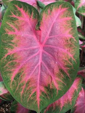 Caladium Pink Mix (All Pink Varieties) - Blue Buddha Farm