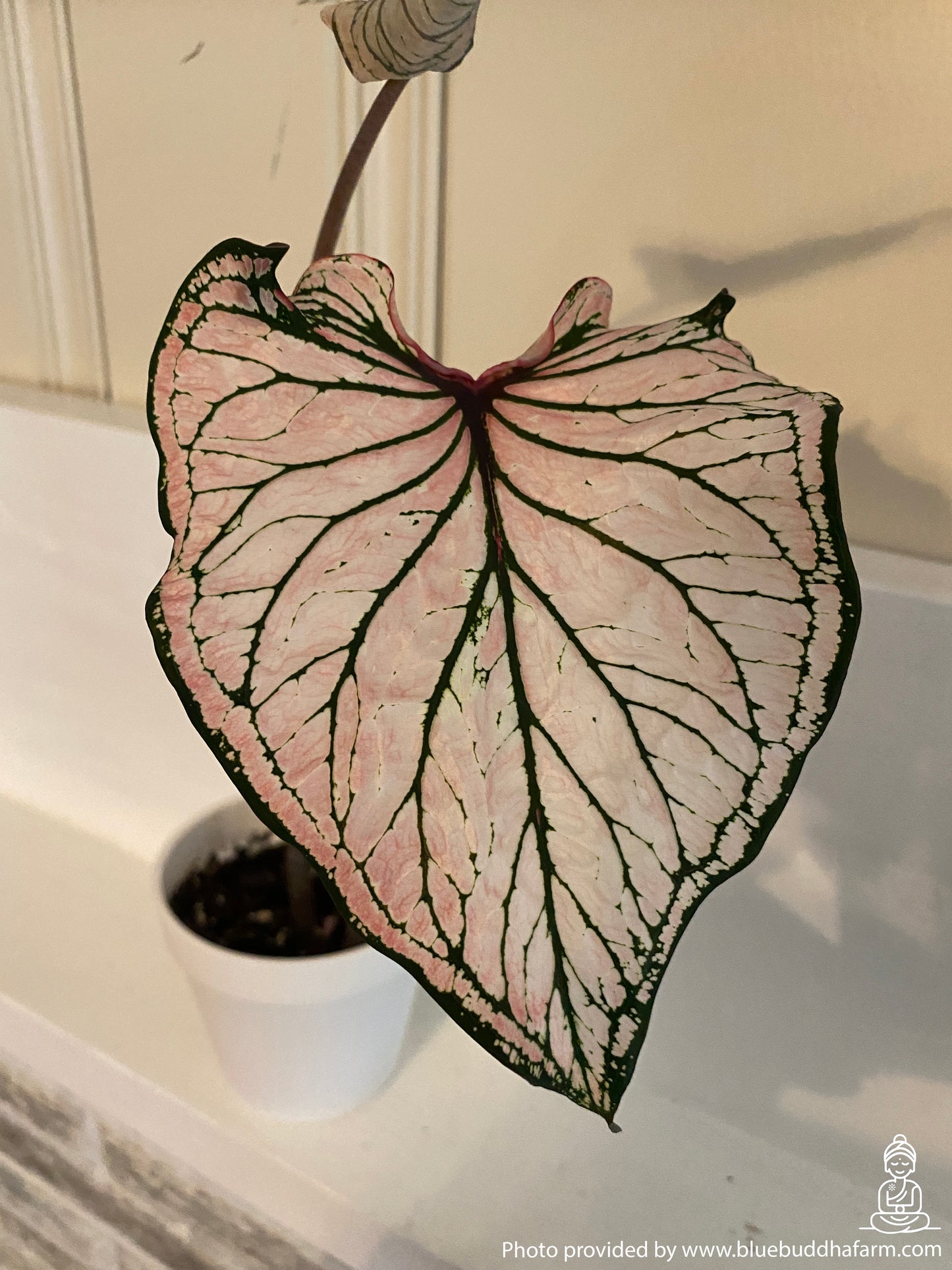 Caladium Pink Mix (All Pink Varieties) - Blue Buddha Farm
