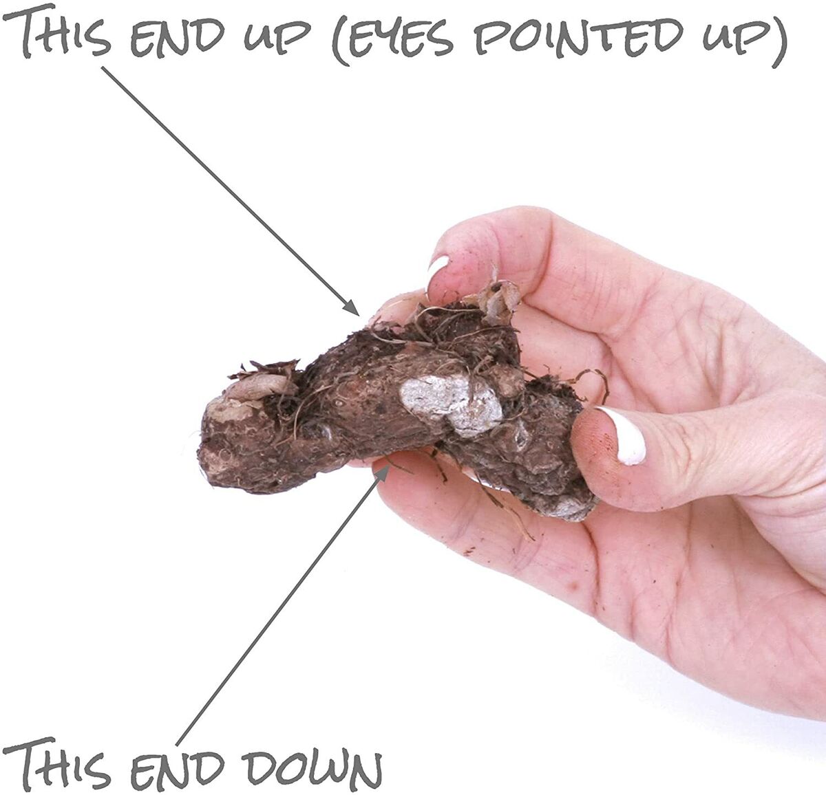 'Aaron' Caladium | *PREORDER Spring 2026* | Whispering White Charm (2 Bulbs)