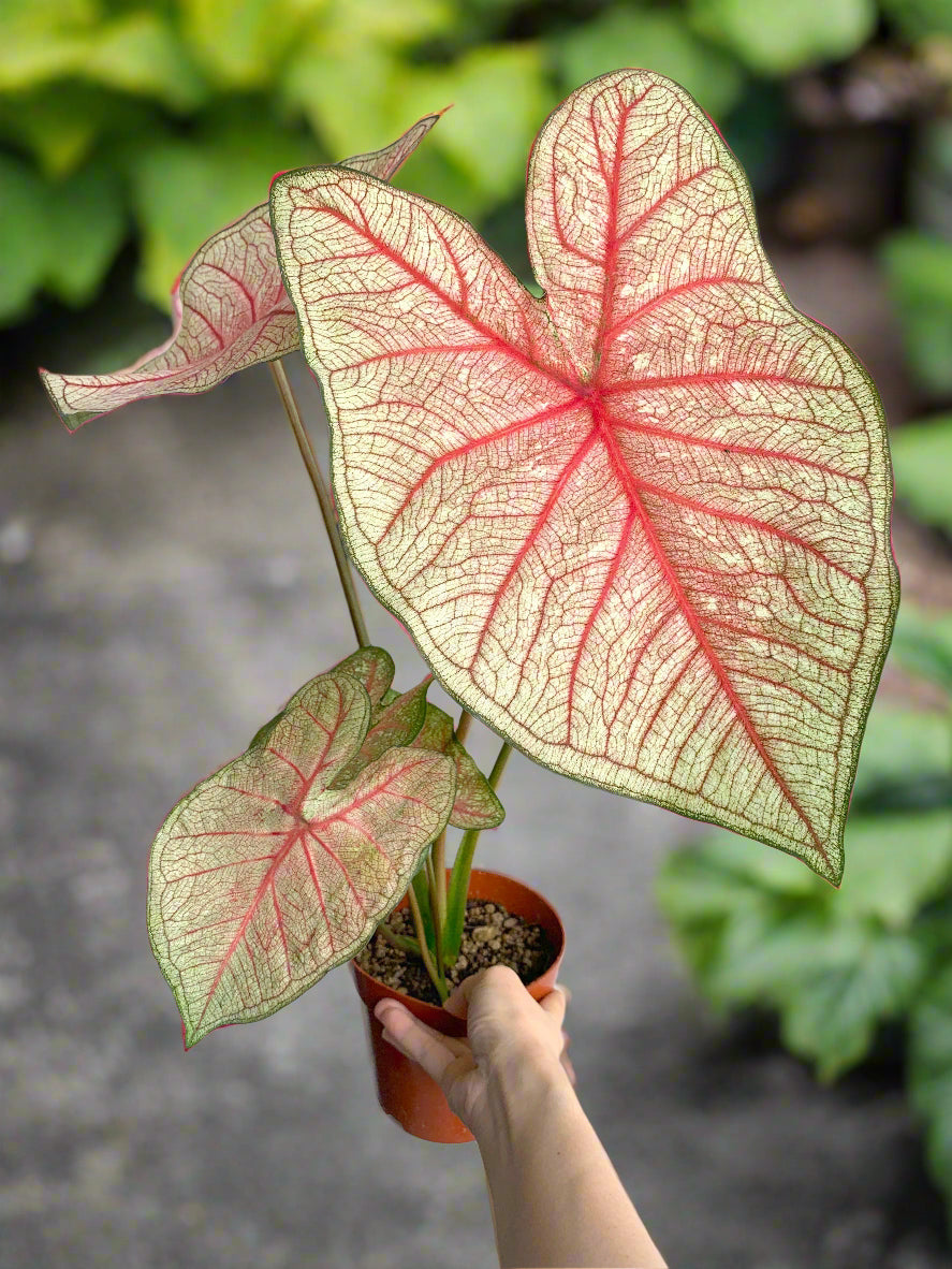 'Southern Charm' Caladium – Elegance and Hospitality in Every Leaf (2 Bulbs) - Blue Buddha Farm