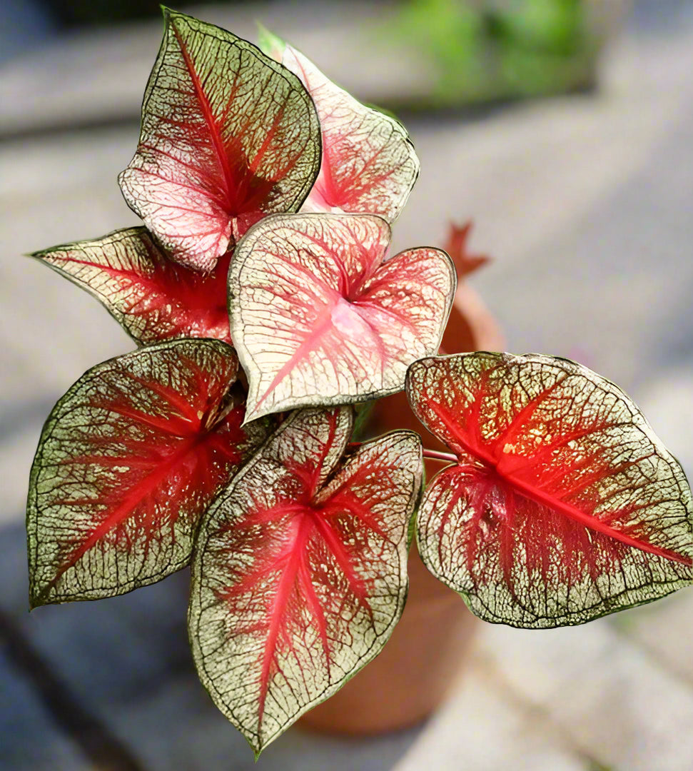 'Southern Charm' Caladium – Elegance and Hospitality in Every Leaf (2 Bulbs) - Blue Buddha Farm