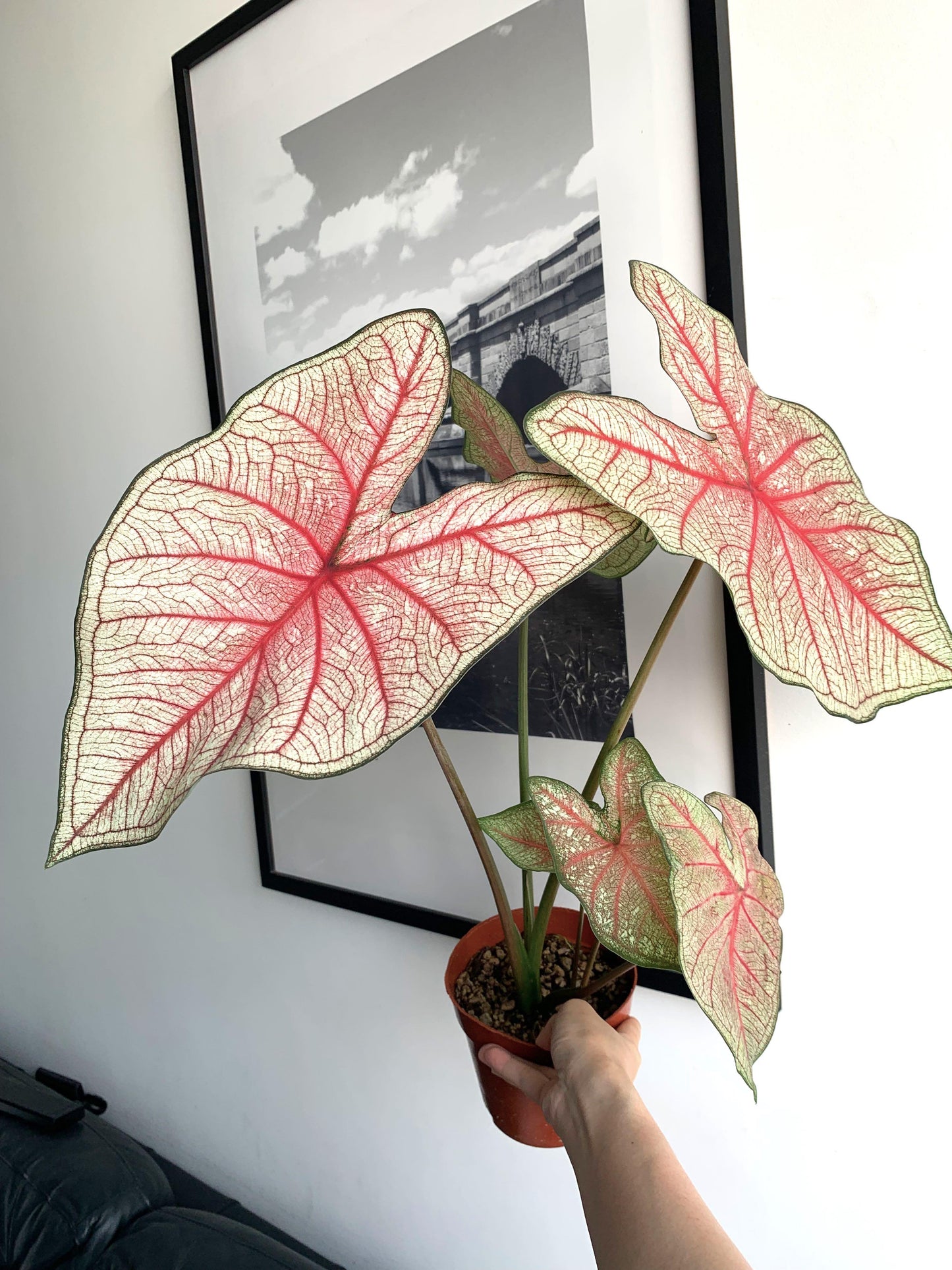 'Southern Charm' Caladium – Elegance and Hospitality in Every Leaf (2 Bulbs) - Blue Buddha Farm