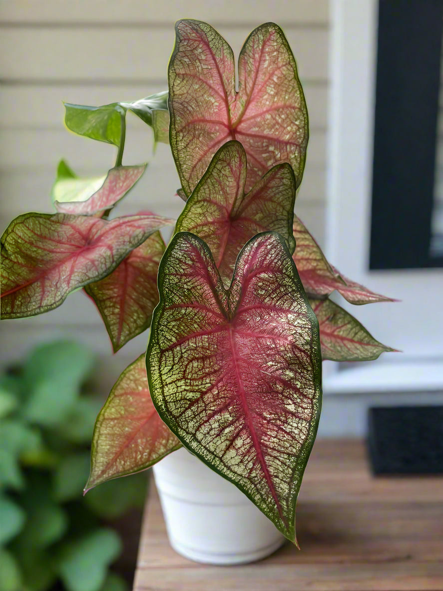'Southern Charm' Caladium – Elegance and Hospitality in Every Leaf (2 Bulbs) - Blue Buddha Farm