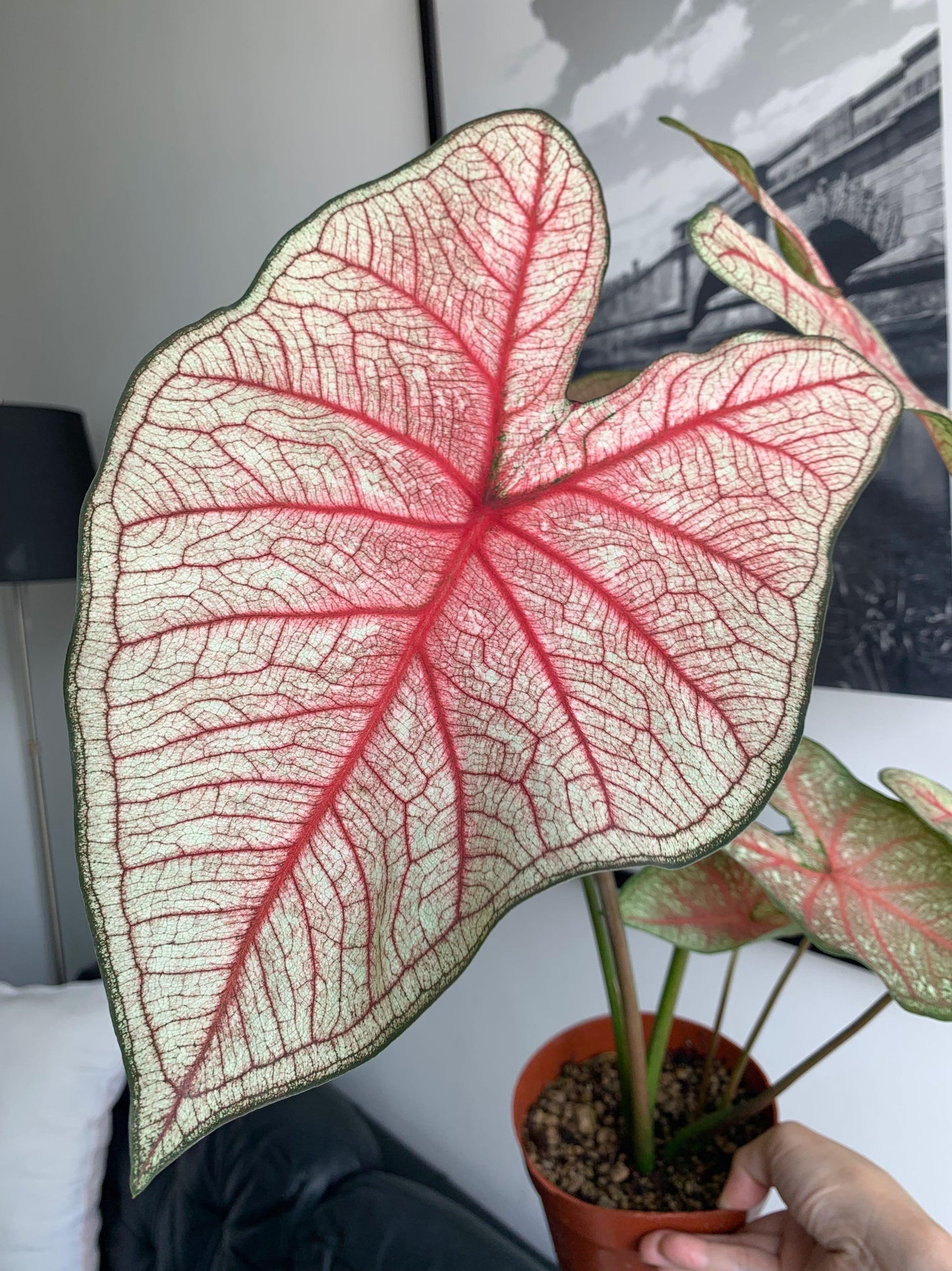'Southern Charm' Caladium – Elegance and Hospitality in Every Leaf (2 Bulbs) - Blue Buddha Farm