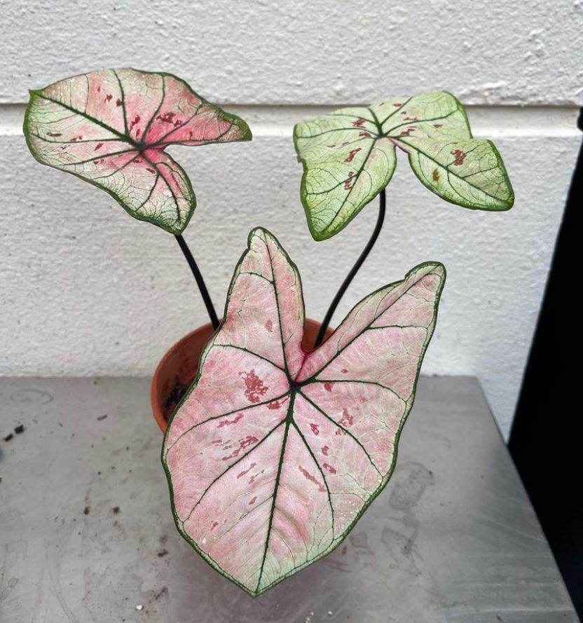'Strawberry Star' Caladium – Whisper of Tranquility (2 Bulbs) - Blue Buddha Farm
