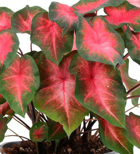 'Sunset Pink' Caladium – Warm Salmon Elegance (2 Bulbs) - Blue Buddha Farm