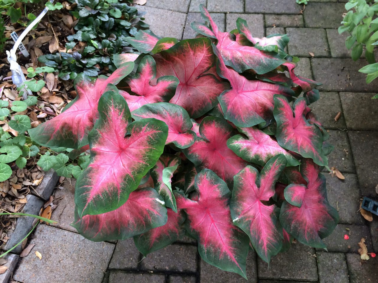 'Sunset Pink' Caladium – Warm Salmon Elegance (2 Bulbs) - Blue Buddha Farm