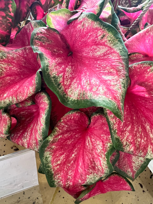 Close-up of Tickle Me Pink Caladium’s ruffled foliage showing pink to pale green color transitions.