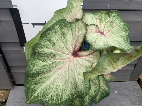 'White Star' Caladium – Luminous Strap Leaf Elegance (2 Bulbs) - Blue Buddha Farm