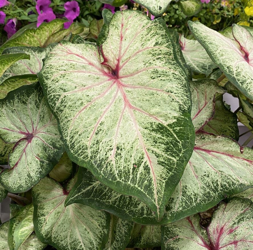 'White Star' Caladium – Luminous Strap Leaf Elegance (2 Bulbs) - Blue Buddha Farm