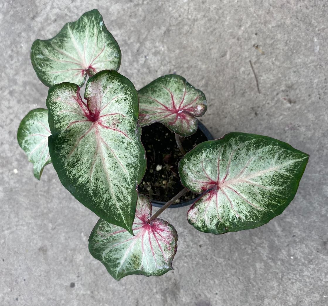 'White Star' Caladium – Luminous Strap Leaf Elegance (2 Bulbs) - Blue Buddha Farm