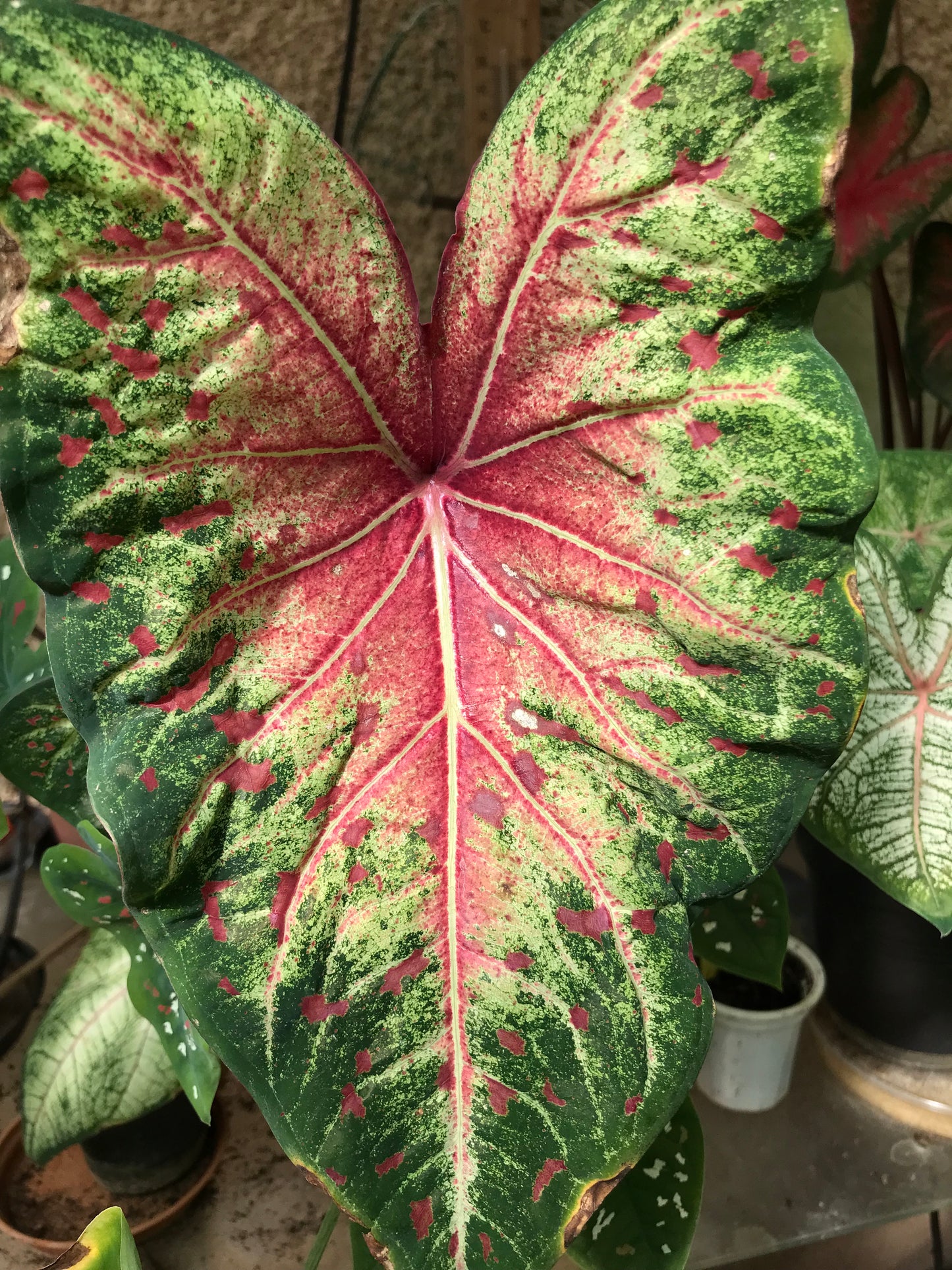 'Wildfire' Caladium – Tropical Brilliance Unleashed (2 Bulbs) - Blue Buddha Farm