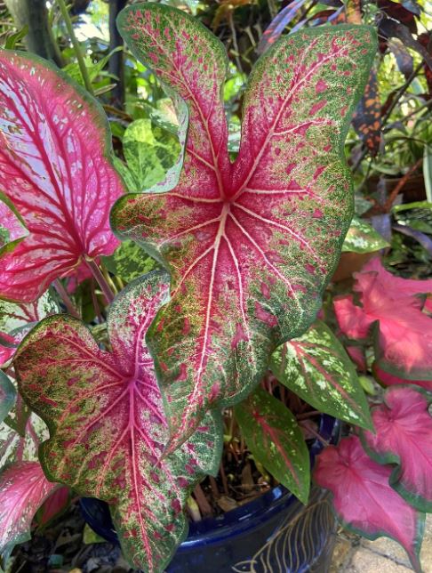 'Wildfire' Caladium – Tropical Brilliance Unleashed (2 Bulbs) - Blue Buddha Farm