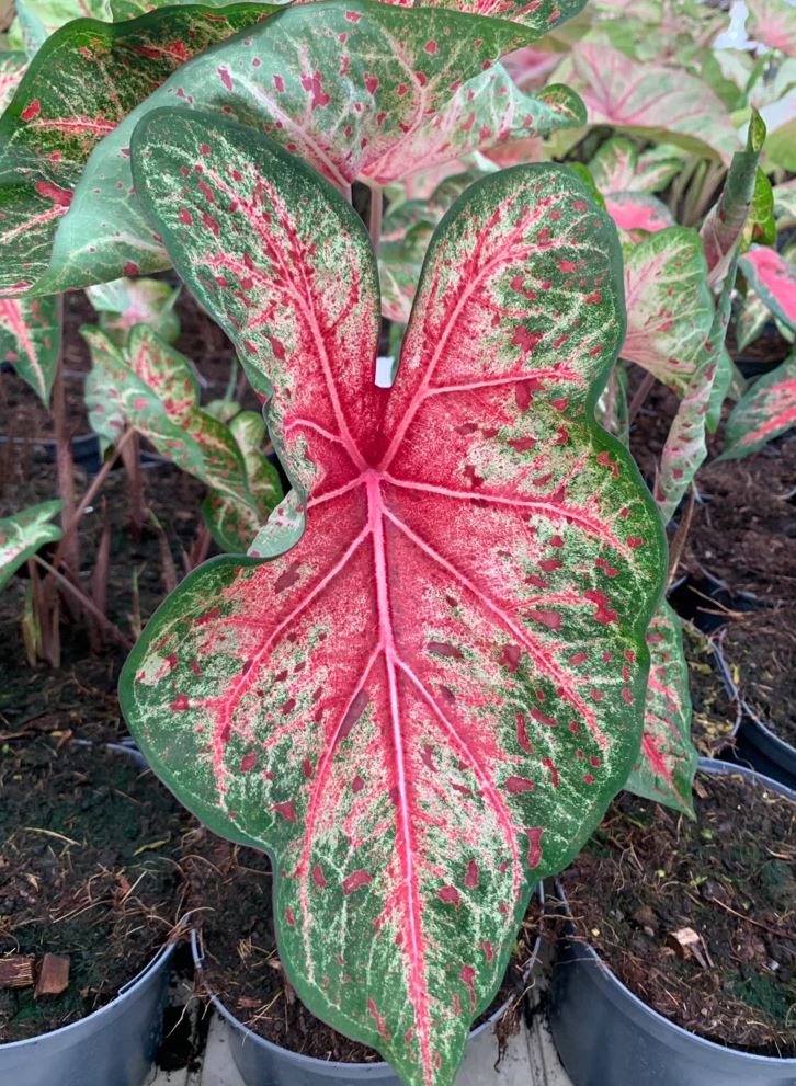 'Wildfire' Caladium – Tropical Brilliance Unleashed (2 Bulbs) - Blue Buddha Farm
