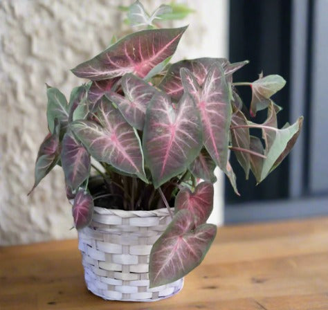 'Berries 'N Burgundy' Caladium – Artistic Foliage Masterpiece (2 Bulbs) - Blue Buddha Farm