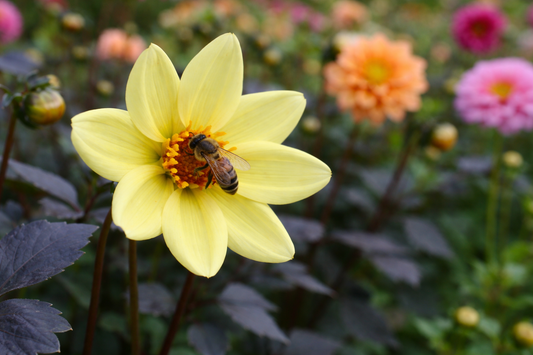 Bishop of York Dahlia Tuber | *PREORDER Spring 2026* | Blue Buddha Farm